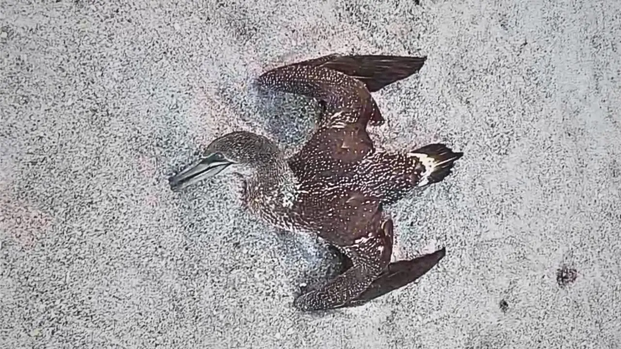 Dead birds discovered on Florida's Space Coast during potential bird flu outbreak