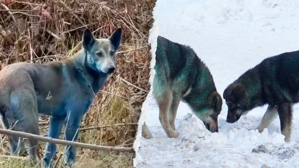 Dogs in Chernobyl may have turned blue due to waste from portable toilets, expert suggests