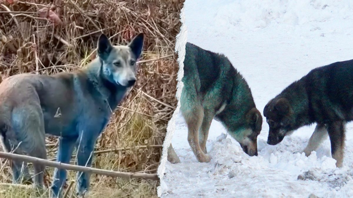 Dogs in Chernobyl may have turned blue due to waste from portable toilets, expert suggests