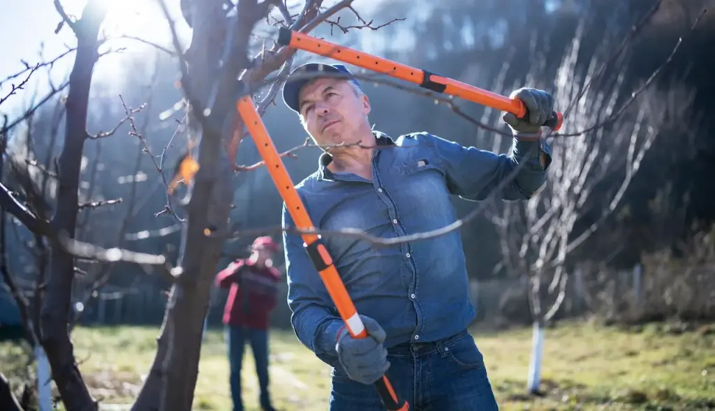 Essential winter outdoor tools: Chainsaws, snow blowers, and safe ice melts for pets