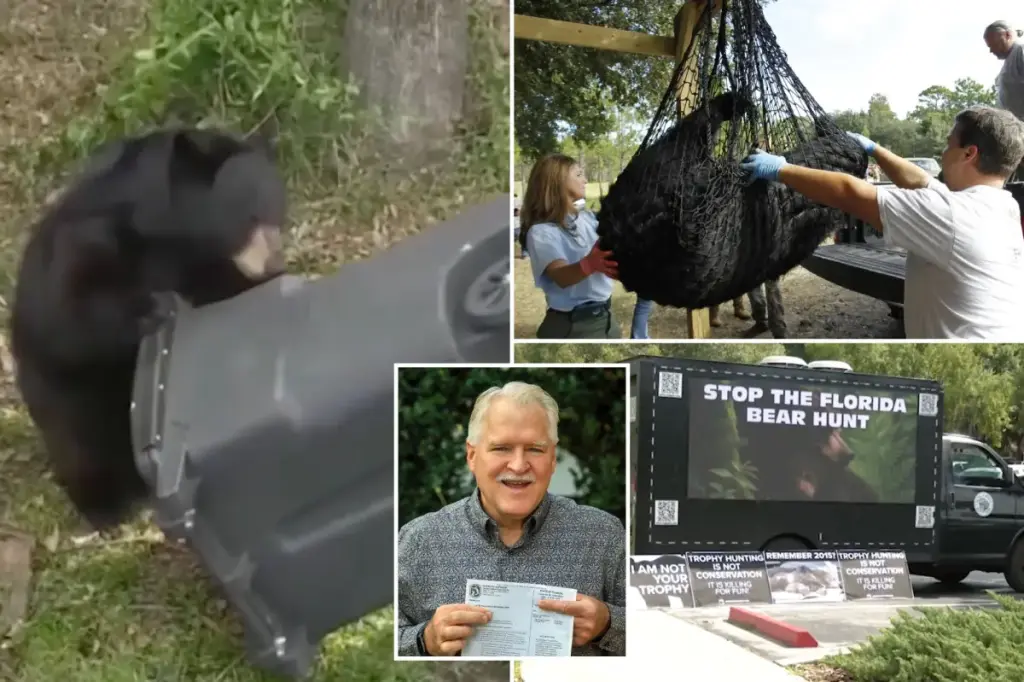 Florida begins black bear hunting season for the first time in ten years.
