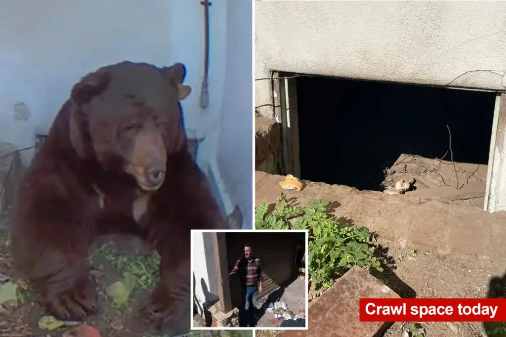 Homeowner in Altadena shares experience of living with a 550-pound bear they didn't want