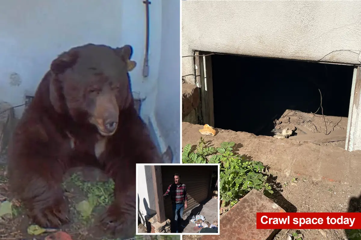 Homeowner in Altadena shares experience of living with a 550-pound bear they didn't want