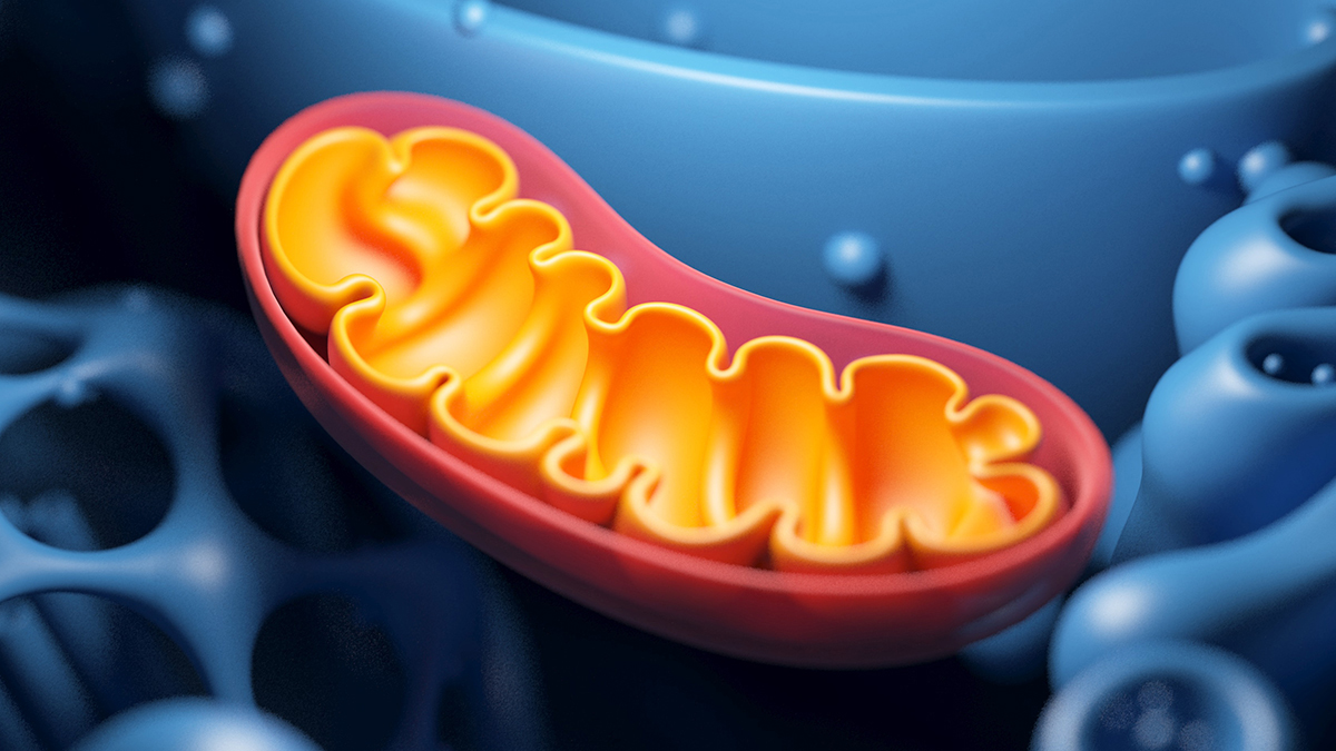 Increasing One Mitochondrial Protein Extends Lifespan and Slows Aging in Mice