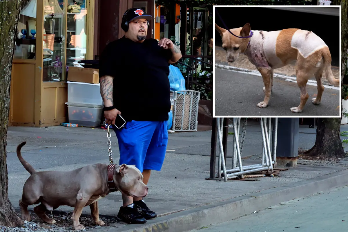 Justice for Penny: NYC dog owner jailed for not surrendering dogs linked to several attacks