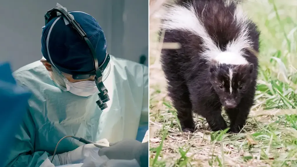 Kidney transplant patient passes away from rabies after donor was scratched by a skunk.