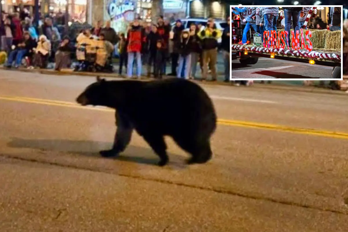 Lost black bear disrupts Christmas parade in Tennessee, surprising onlookers: video