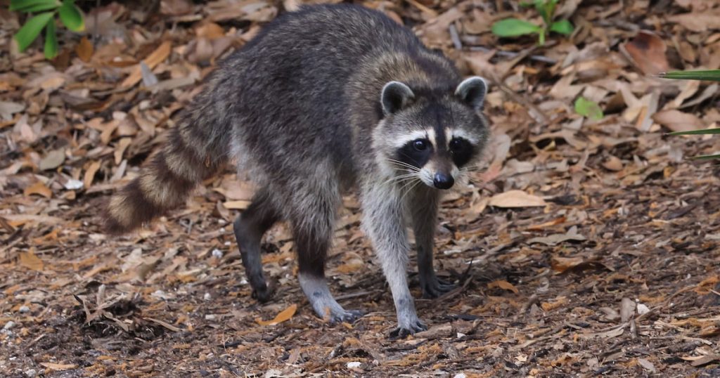 Man brings rabid raccoon, wrapped in a blanket with duct tape, to a nature center.