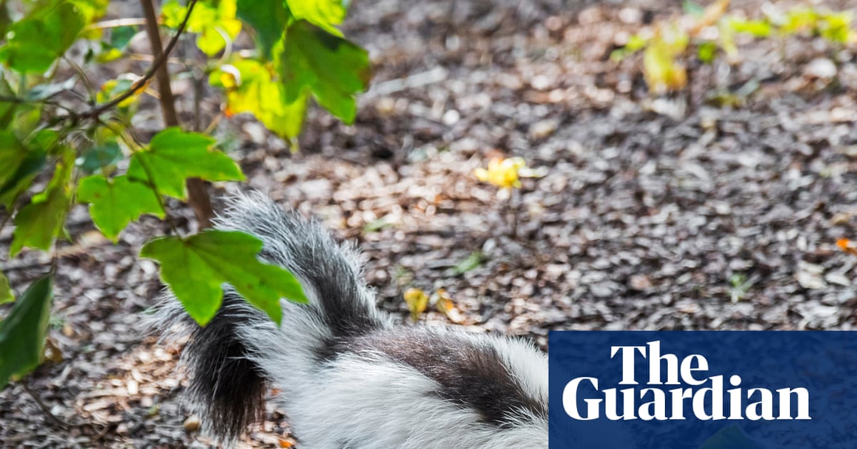 Man dies saving kitten from skunk and transmits rabies to kidney recipient