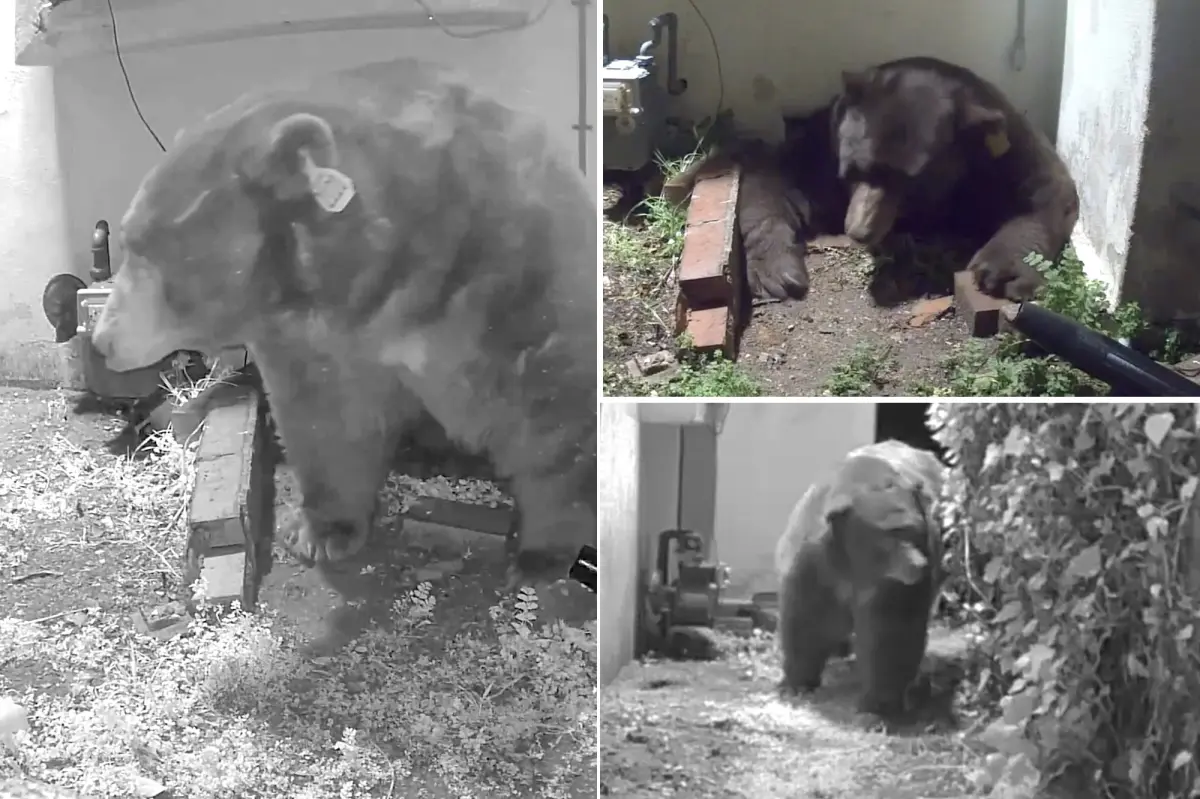 Man living with bear beneath Altadena home considers legal action