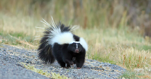 Michigan Man Passes Away from Rabies After Receiving Kidney from Donor Who Encountered a Skunk