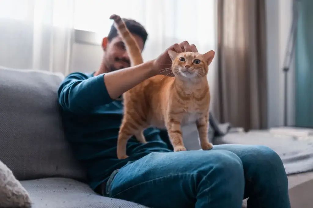 My friend was not truthful about looking after my cat while I was gone.