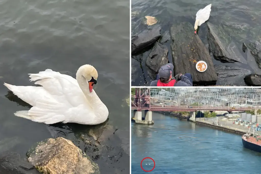 NYC swan pair separated after one is killed by man throwing rocks