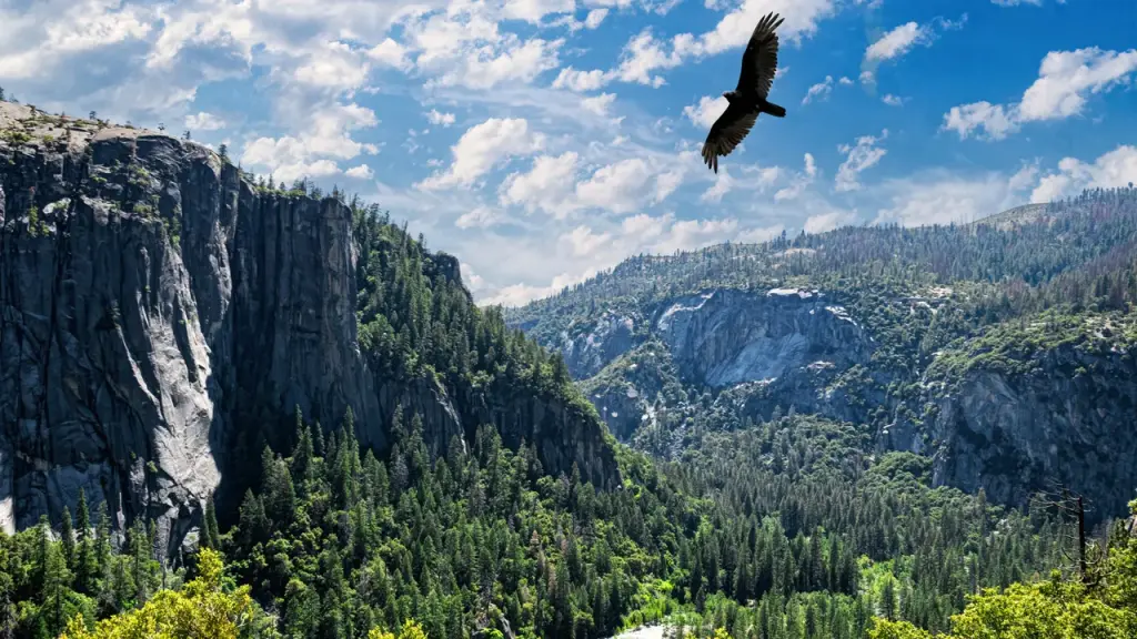 National parks are eliminating unauthorized merchandise following Trump's directive.