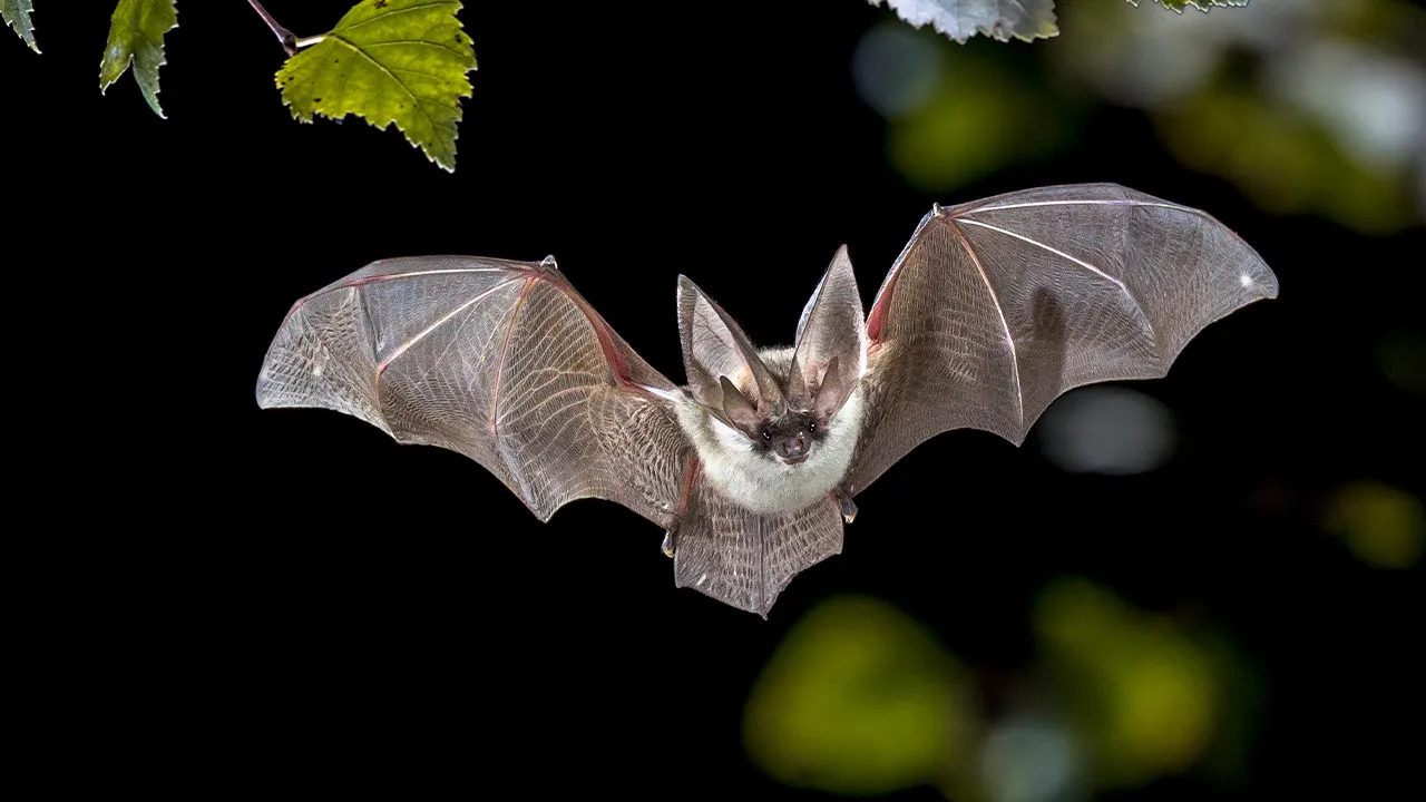 Nevada wildlife officials confirm fungus associated with fatal white-nose syndrome in bats