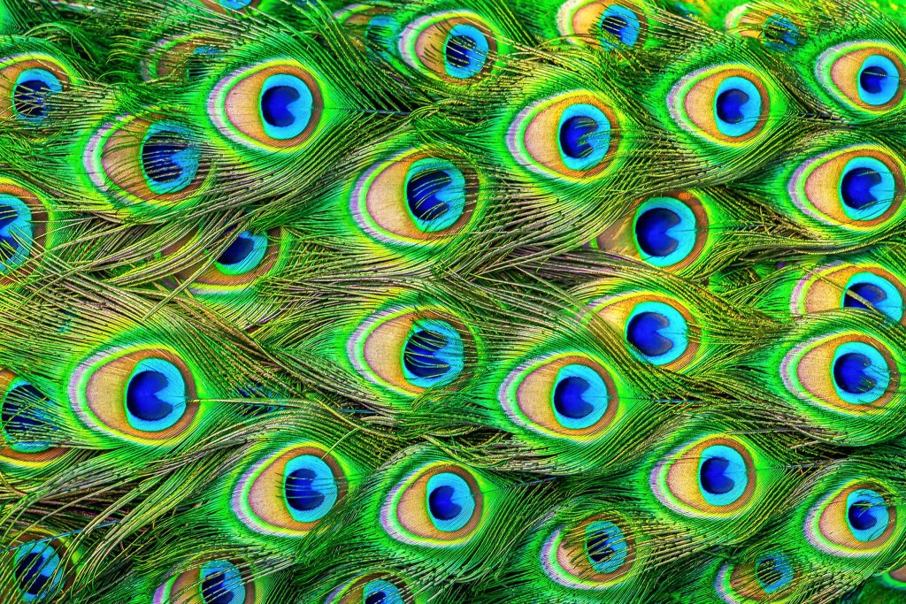 Peacock feathers can act as lasers, a first in the animal world