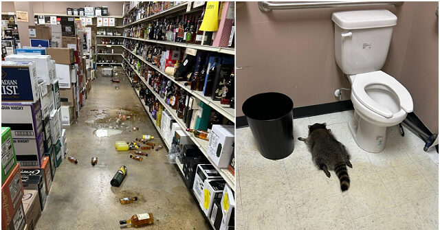 Raccoon Found Enjoying a Drunken Nap in Liquor Store Bathroom