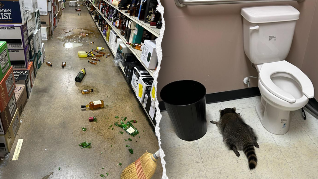 Raccoon enters Virginia liquor store and falls asleep inside
