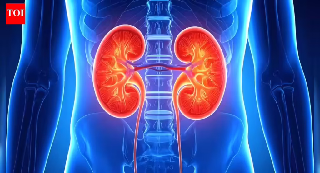 Reversing kidney damage: A new treatment that could change kidney care