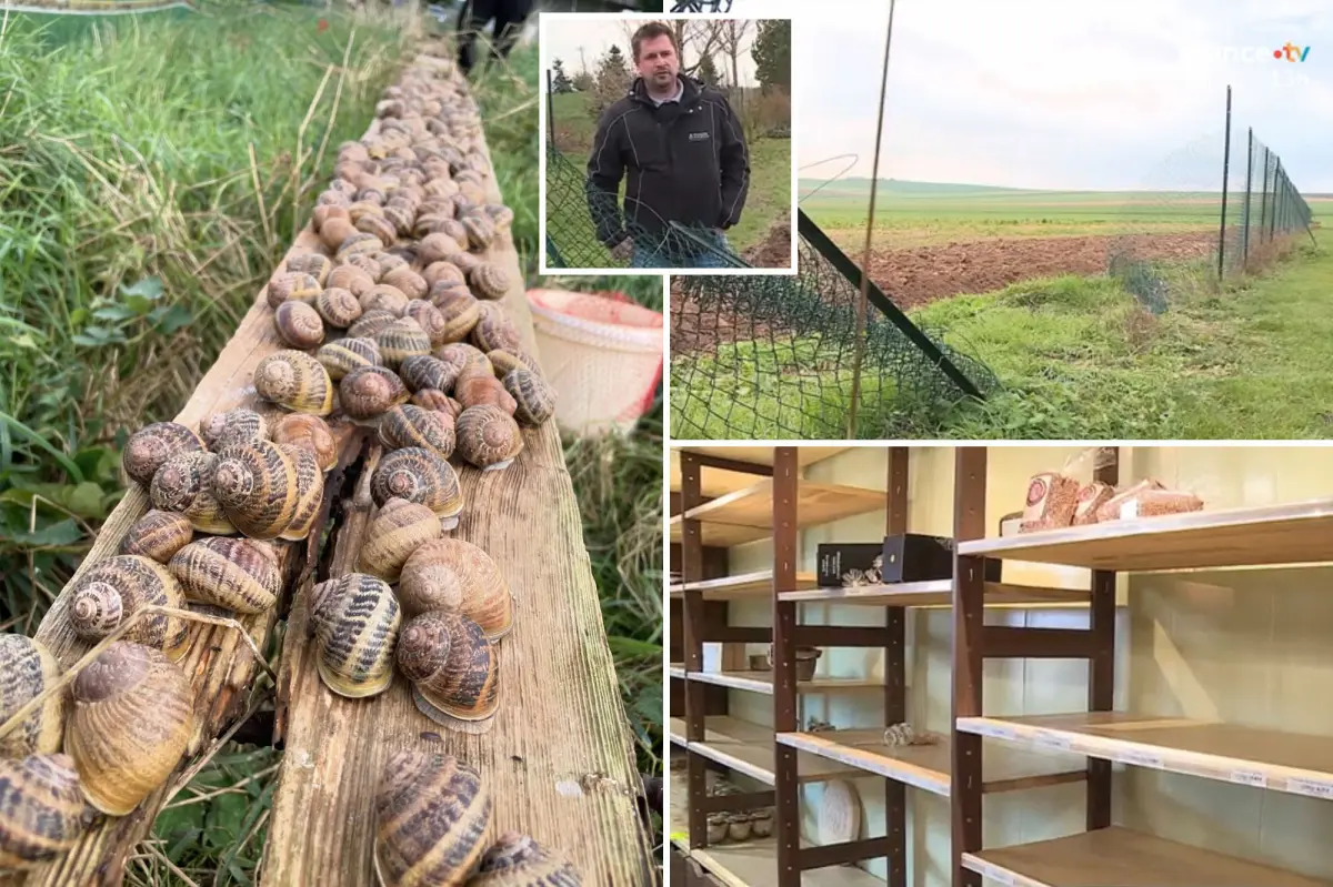 Robbers steal $100K worth of snails from farm supplying Michelin star restaurants ahead of the holidays