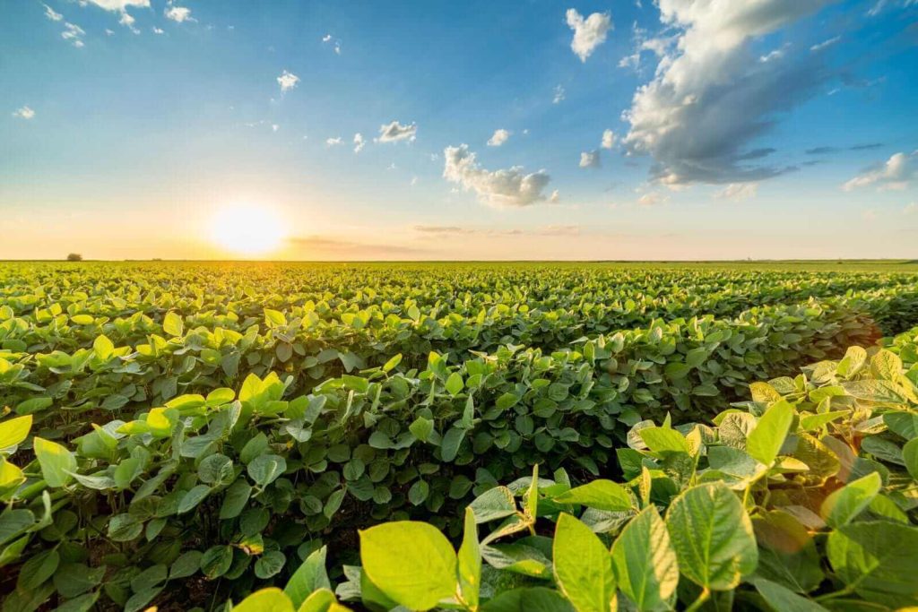 Soybeans Overcoming Overnight Decline