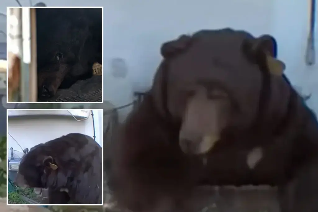 Strange method being used to coax a 550-pound bear from beneath Altadena house