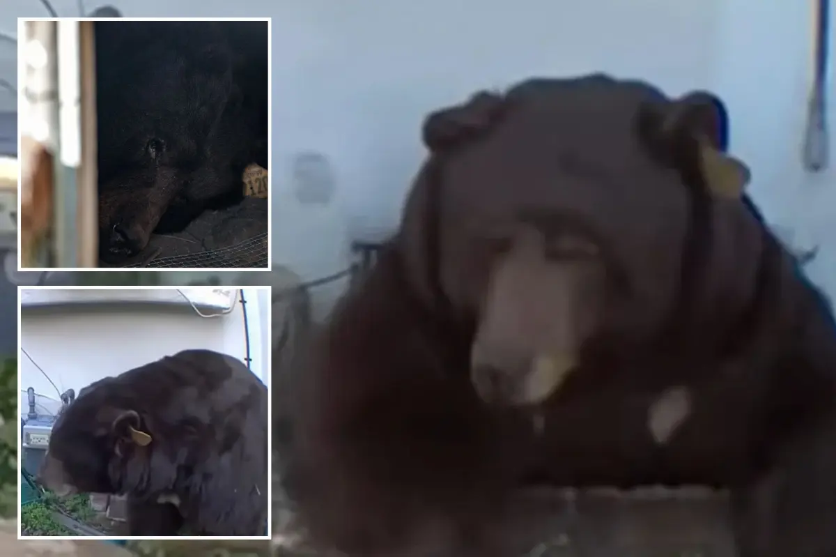 Strange method being used to coax a 550-pound bear from beneath Altadena house