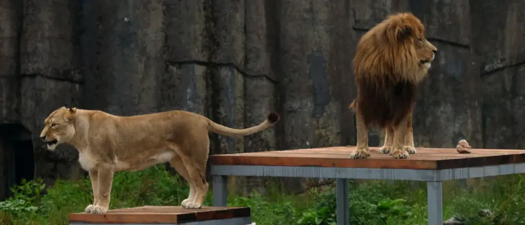 Teen With a Child's Mind Killed by Lion After Climbing Zoo Wall