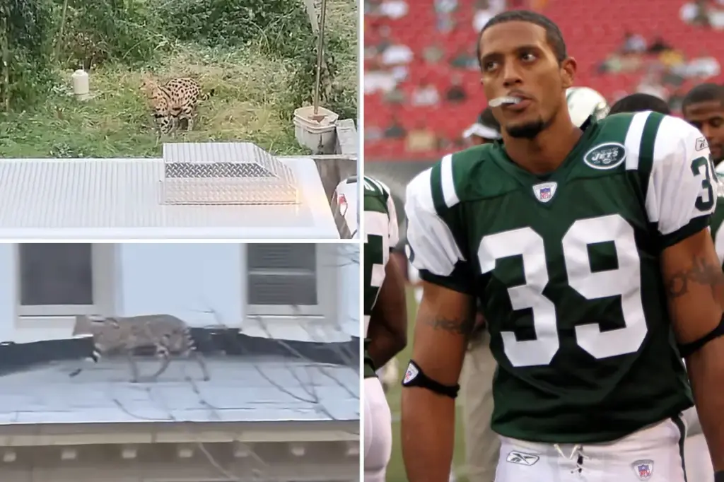 Two exotic cats owned by a former New York Jet roam freely in a Baltimore neighborhood.