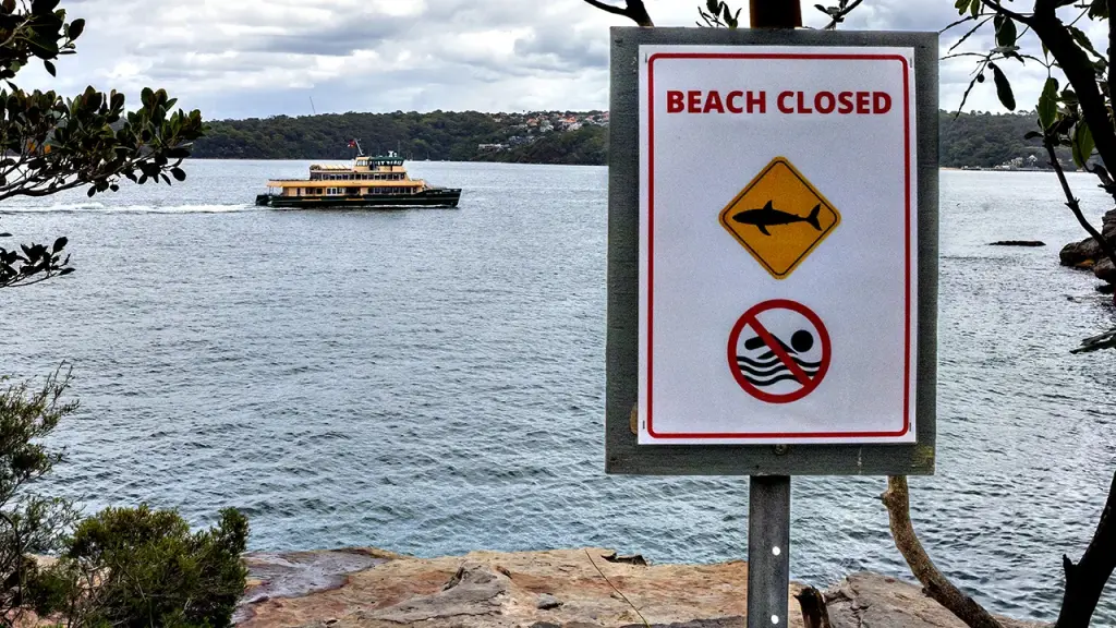 12-year-old boy in critical condition following shark attack in Sydney Harbor