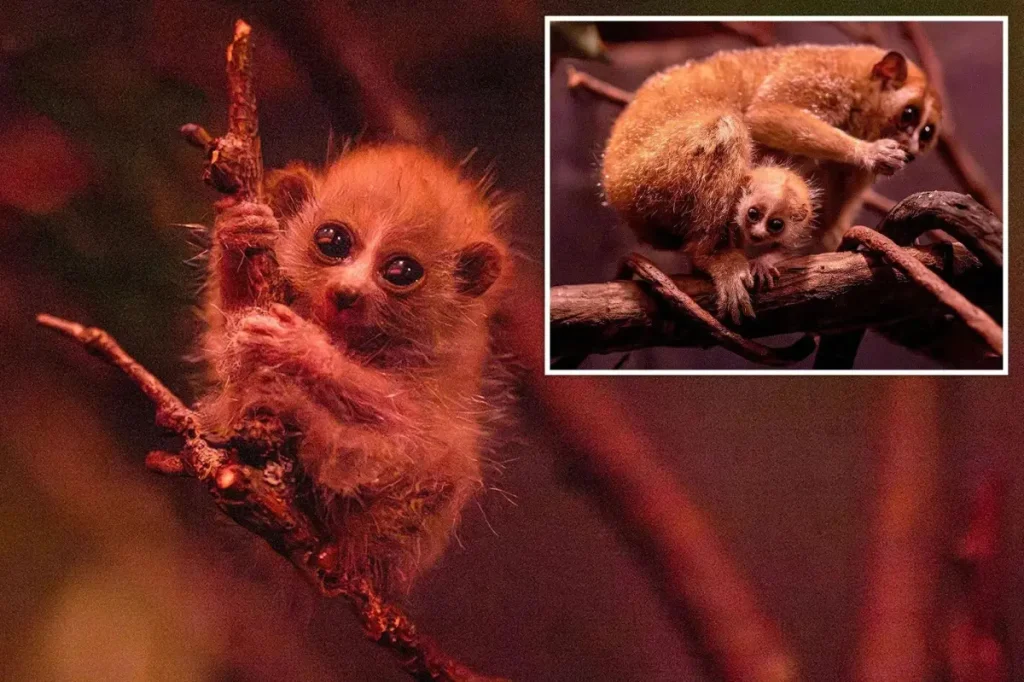 A baby pygmy slow loris has arrived at the Bronx Zoo.