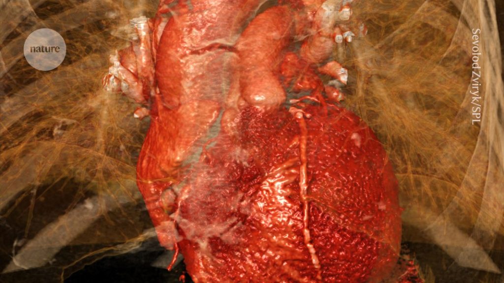 A mouse study indicates that brain signals contribute to heart attack damage.