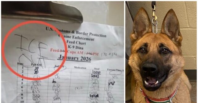 Activists Against ICE Reach New Low — Border Patrol Dog Faced with Political Threat at Kennel in Minneapolis