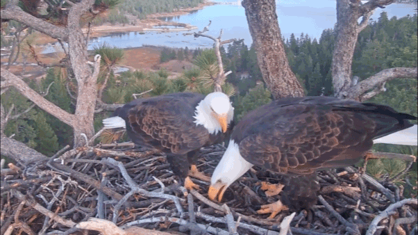 Additional bald eagle egg placed at Big Bear Valley nest in California