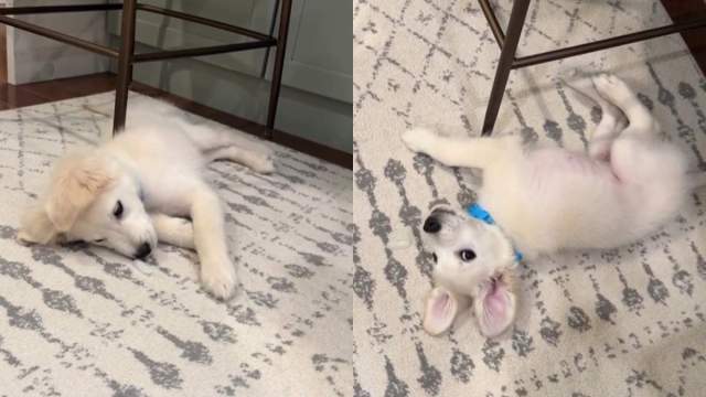 Adorable Video Shows Cream Golden Retriever Puppy Courageously Battling Ice