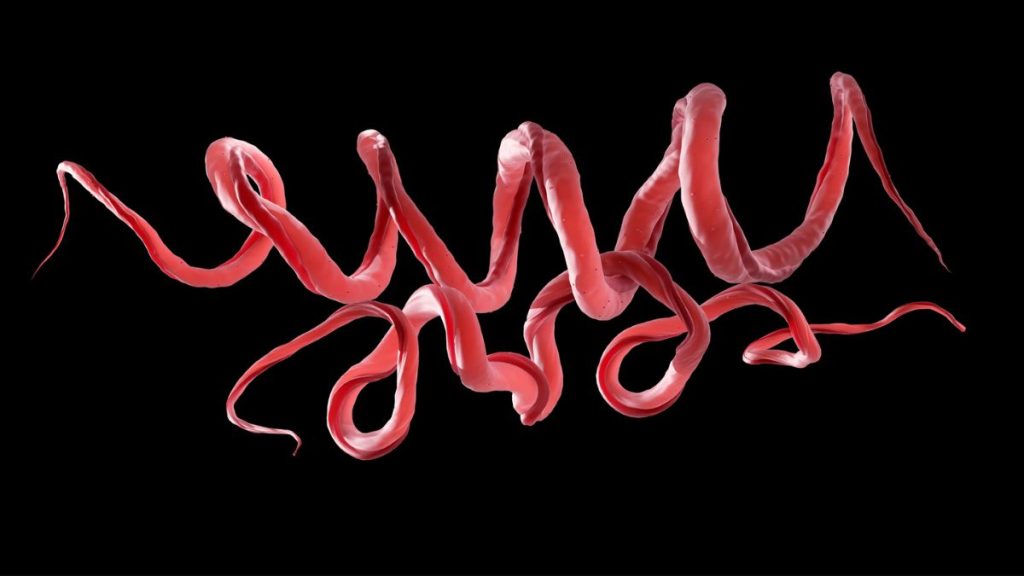 Ancient DNA Uncovers Distorted Origins of Syphilis Dating Back 5,500 Years