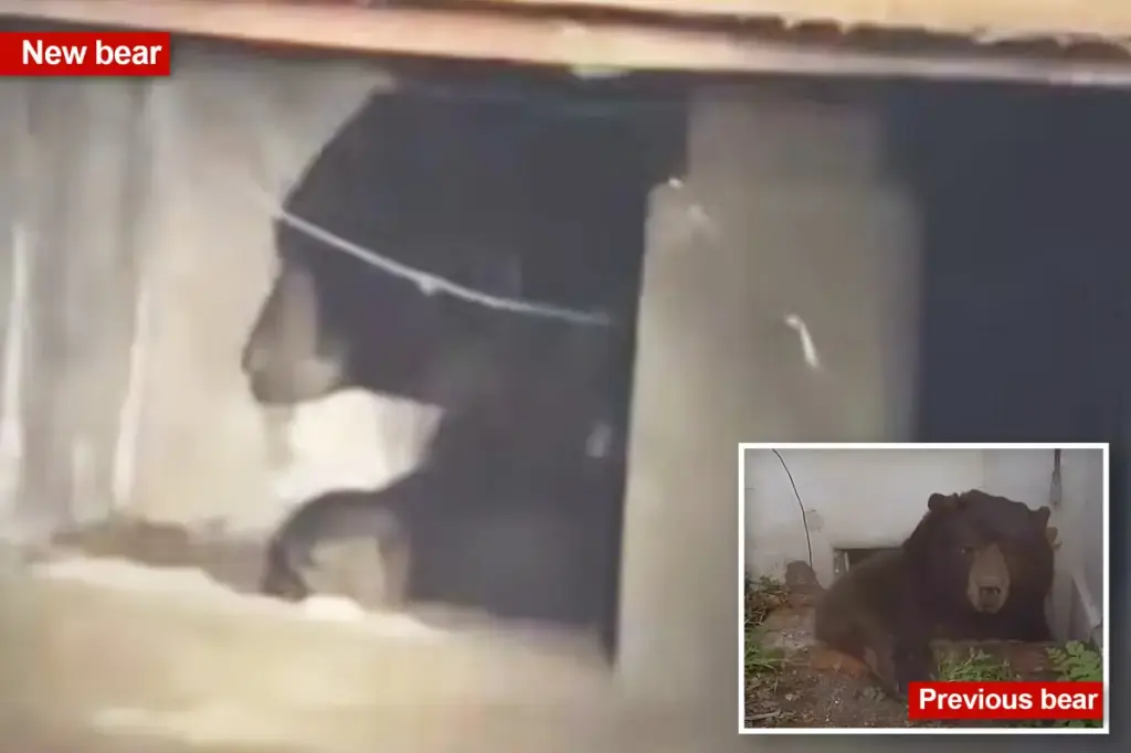 Another Altadena resident discovers an unwelcome bear companion