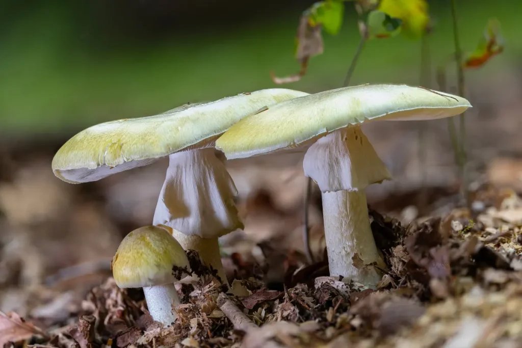Another individual has died after consuming the poisonous ‘death cap’ mushroom in California.