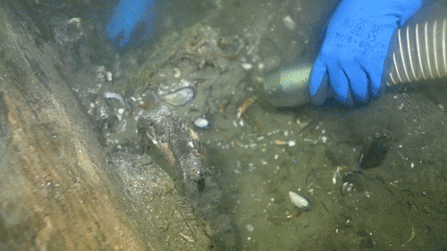 Archaeologists amazed by discovery of largest cog ship in the world off the coast of Denmark