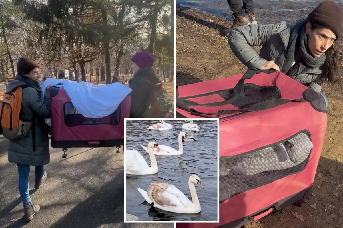 Baby swans in Prospect Park are thriving after a dog attack and the absence of their father.