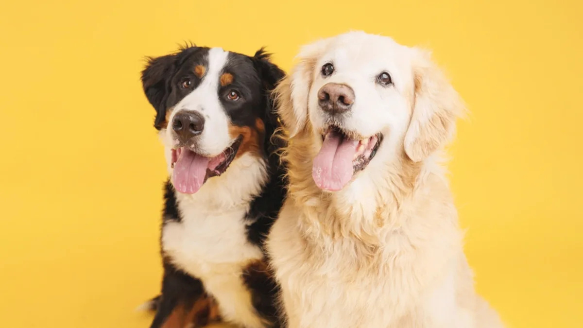 Bernese Mountain Dog Finally Gets a Longed-For Hug From New Golden Retriever Sibling