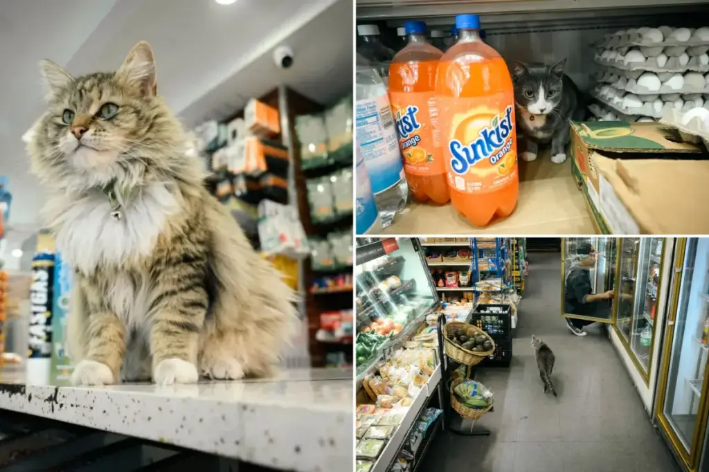 Bodega cats in NYC are one step closer to being legally recognized
