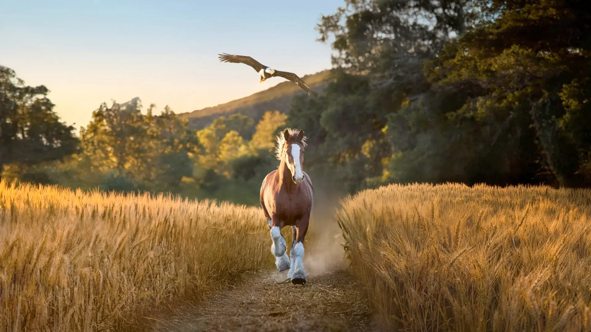 Budweiser is back at the Super Bowl with a new commercial honoring America and patriotism.