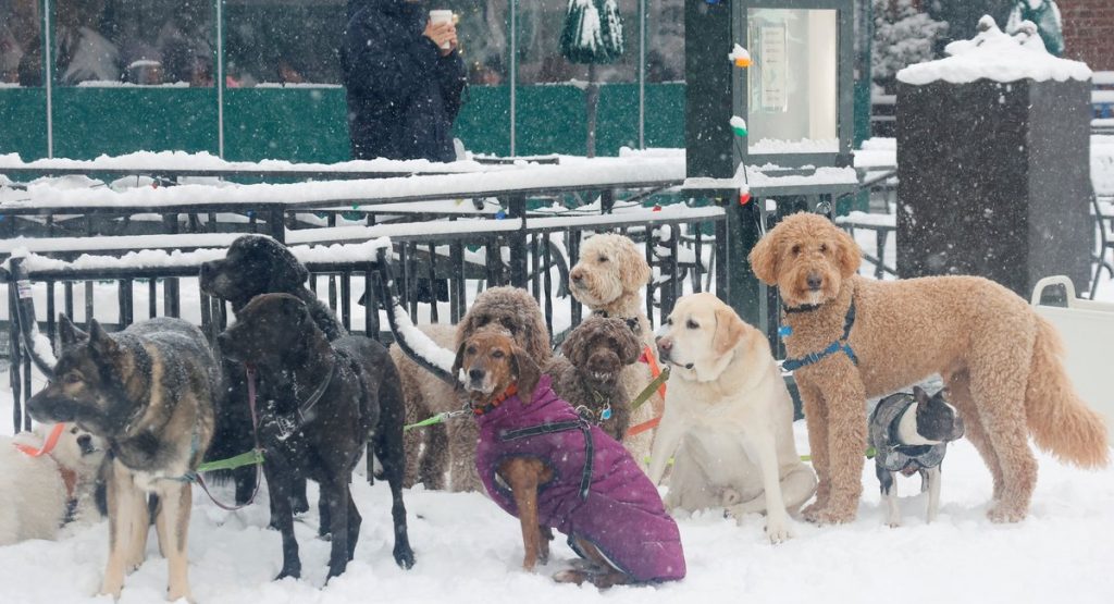 Can dogs catch the flu? A vet in NYC shares important information for pet owners.