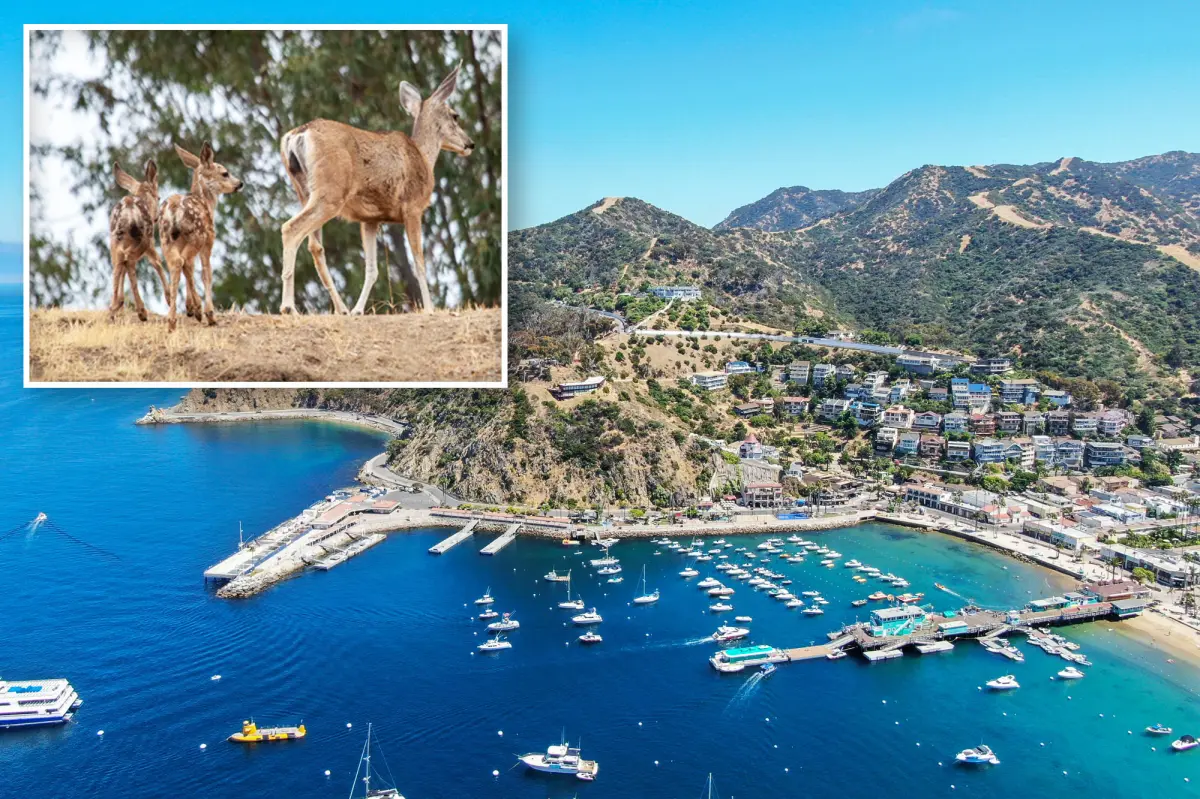 Catalina's proposal to cull the local herd raises concerns