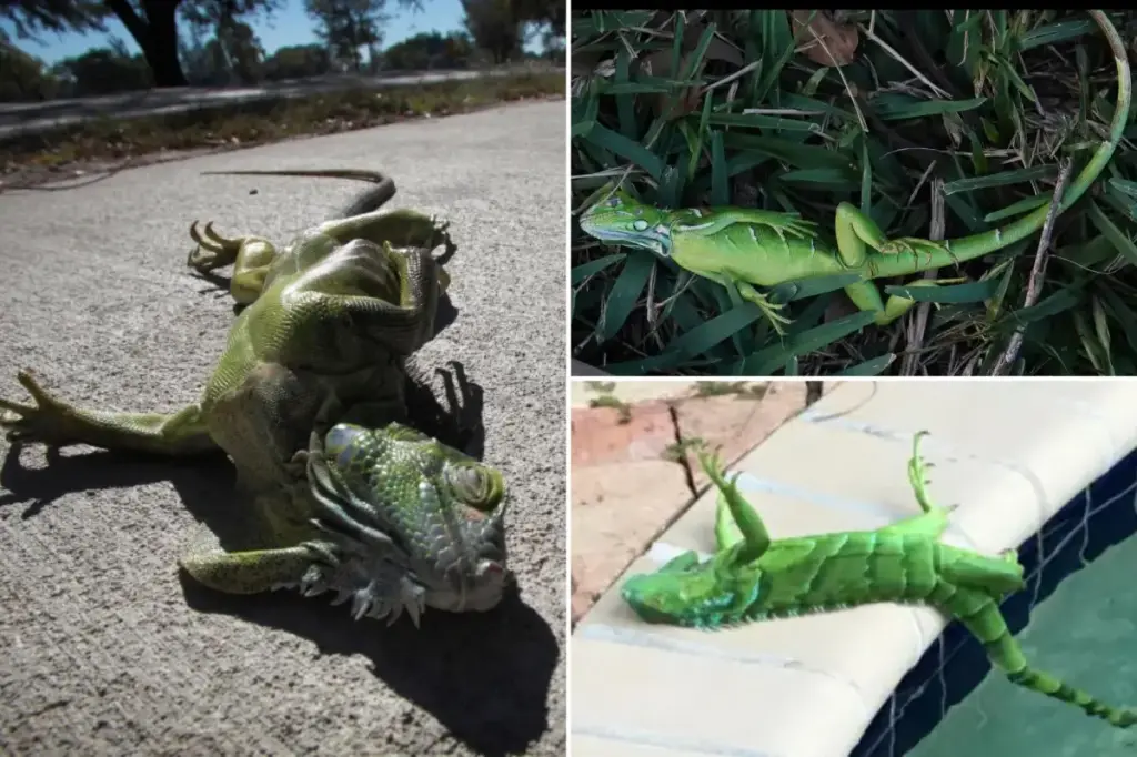Cold weather in Florida causes iguanas to fall from trees on New Year’s Eve