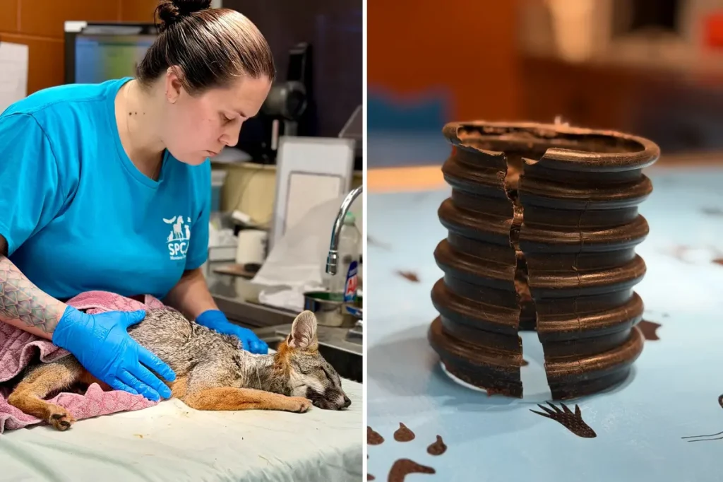 Community helps fox ensnared by plastic pipe around its neck