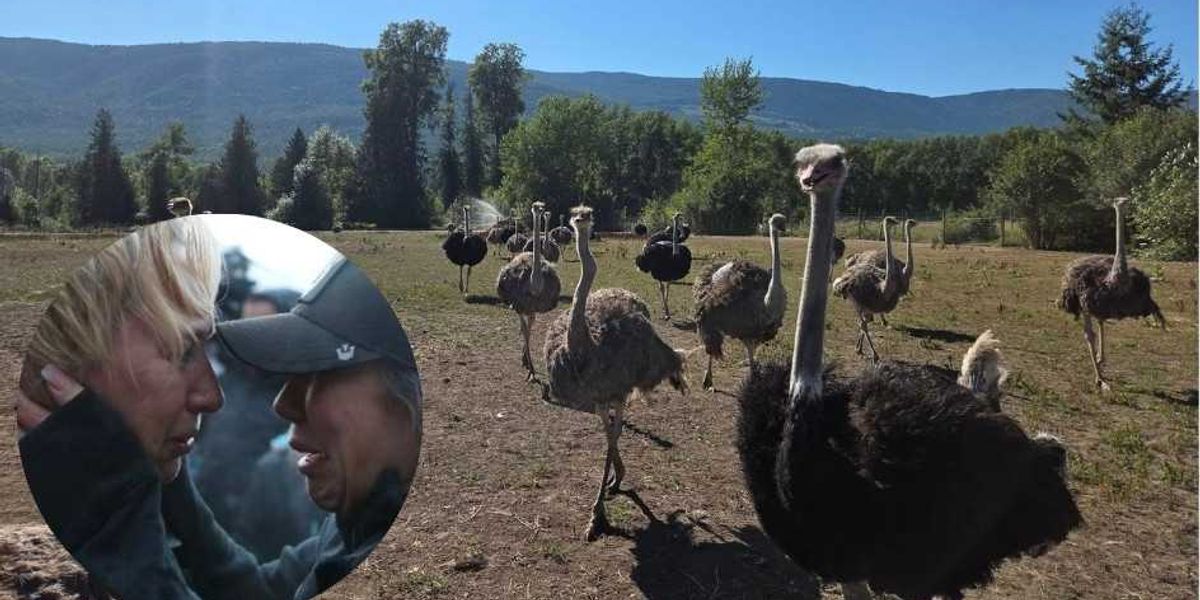 Consequences of a massacre: Universal Ostrich Farms promises to hold Canada responsible