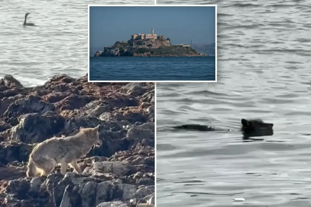 Coyote swims to Alcatraz Island in San Francisco