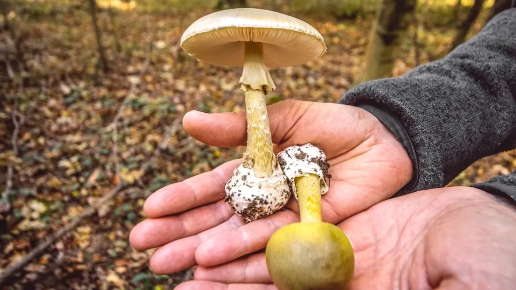 Deadly death cap mushrooms lead to several poisonings and 3 fatalities